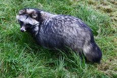 Waschbär-263.jpg